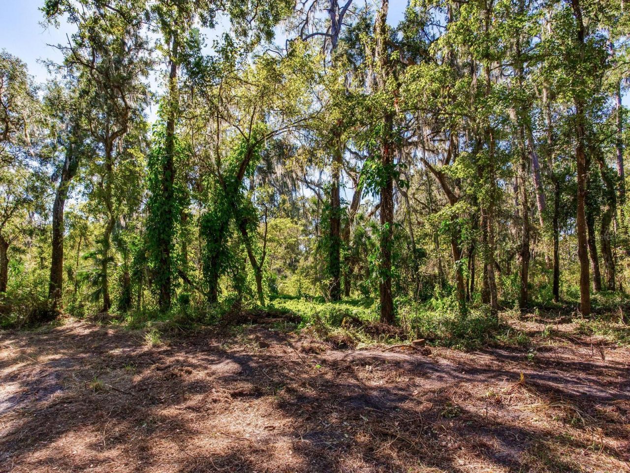 Drawdy Road, Plant City, FL 33567 Photo
