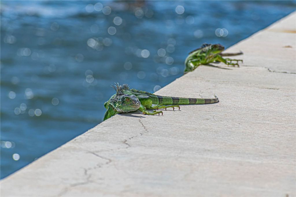 37 Yacht Club Drive, Unit 310, North Palm Beach, FL 33408 Photo