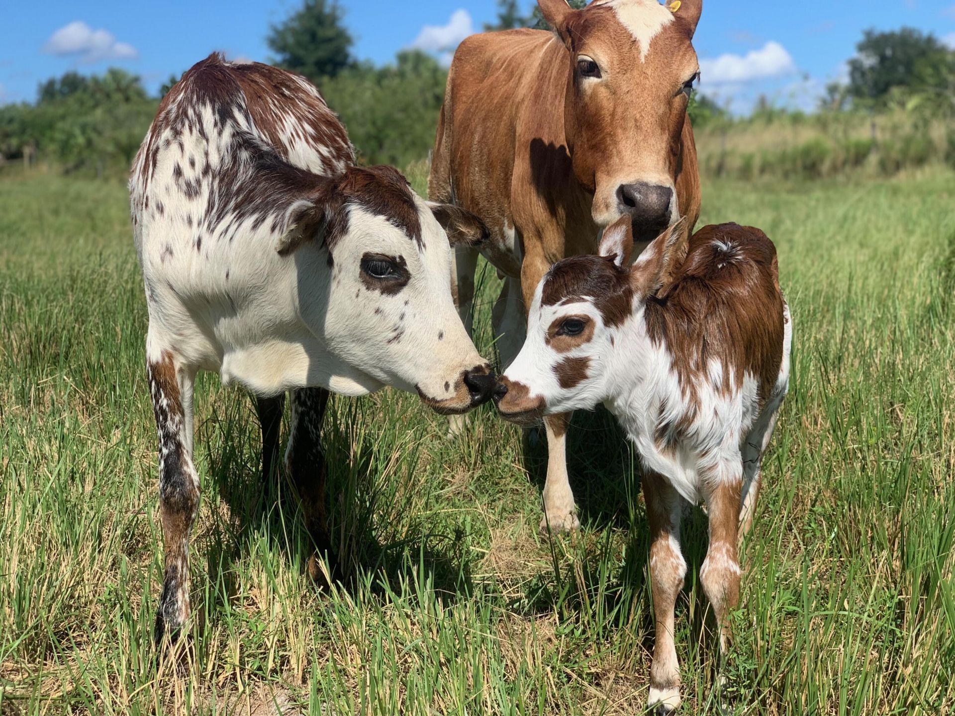 20915 Antoinette Street, Loxahatchee, FL 33470 Photo