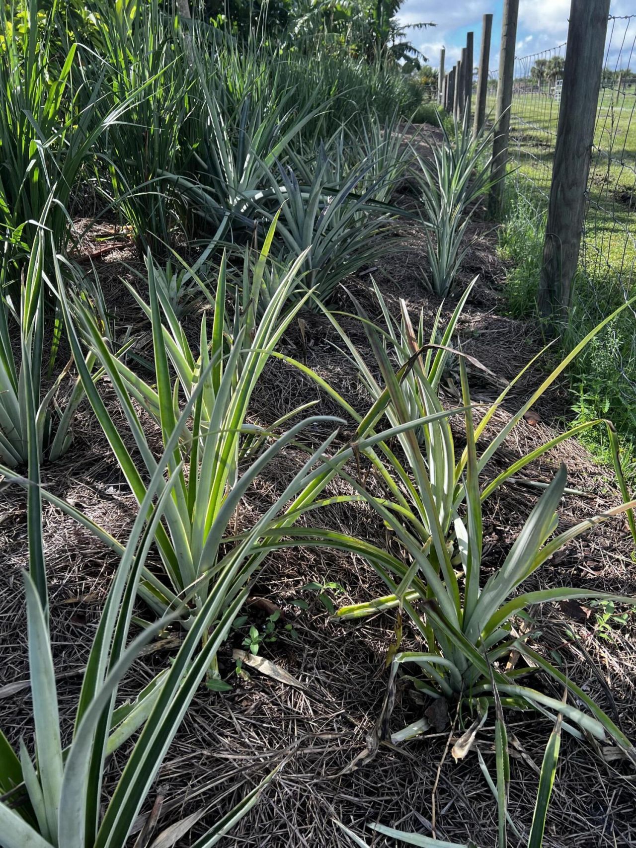 20915 Antoinette Street, Loxahatchee, FL 33470 Photo