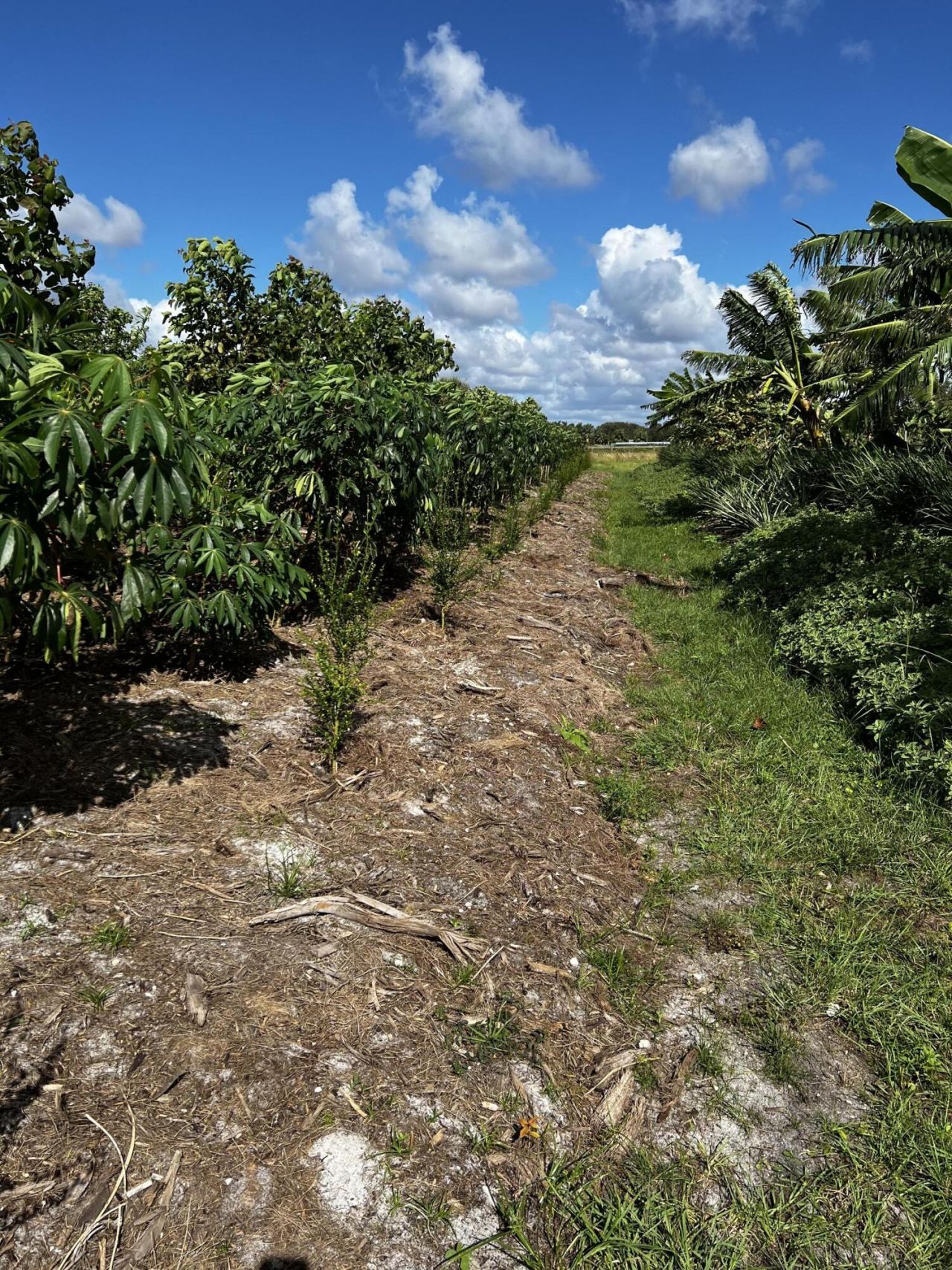 20915 Antoinette Street, Loxahatchee, FL 33470 Photo