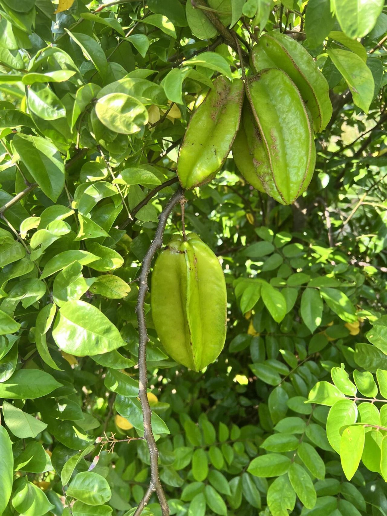 20915 Antoinette Street, Loxahatchee, FL 33470 Photo