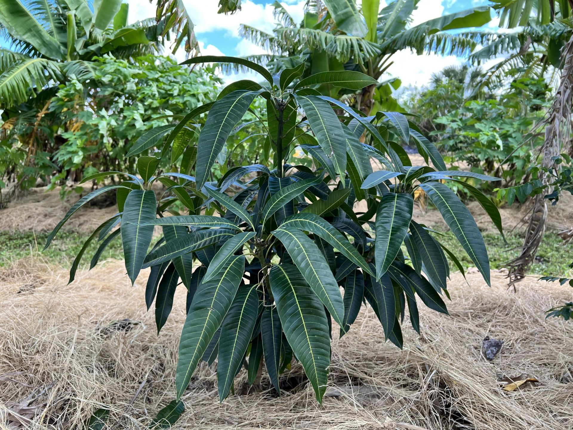 20915 Antoinette Street, Loxahatchee, FL 33470 Photo