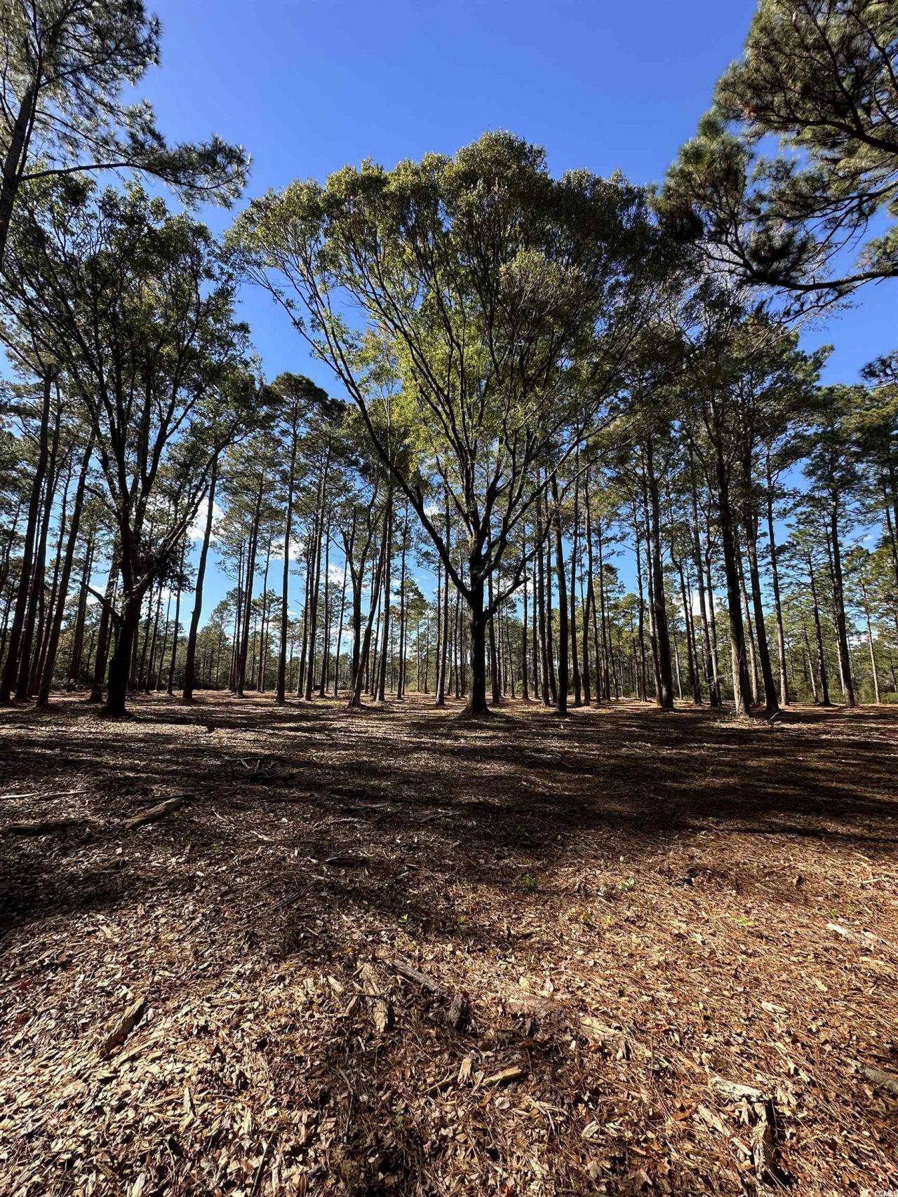 Tbd Highway 707 Photo 10