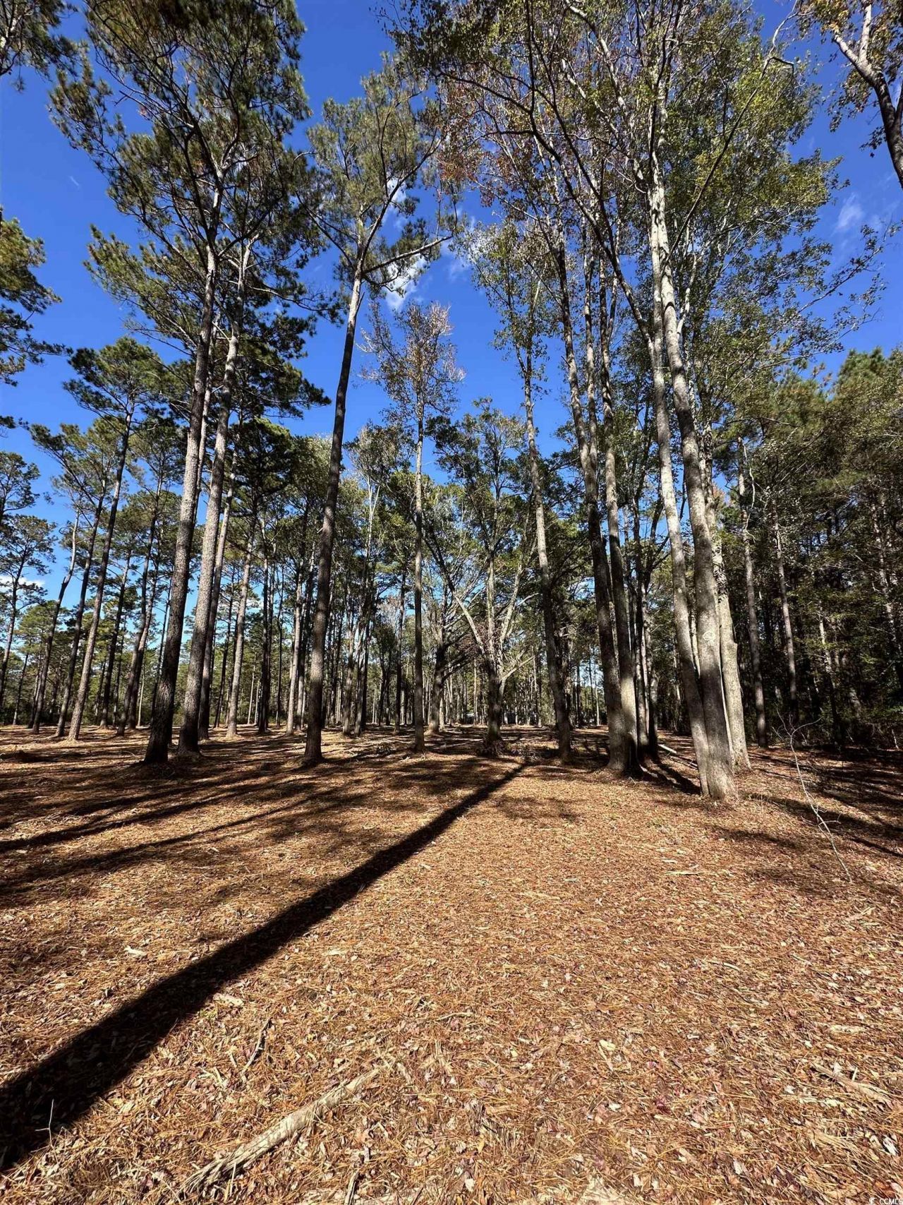 Tbd Highway 707 Photo 8