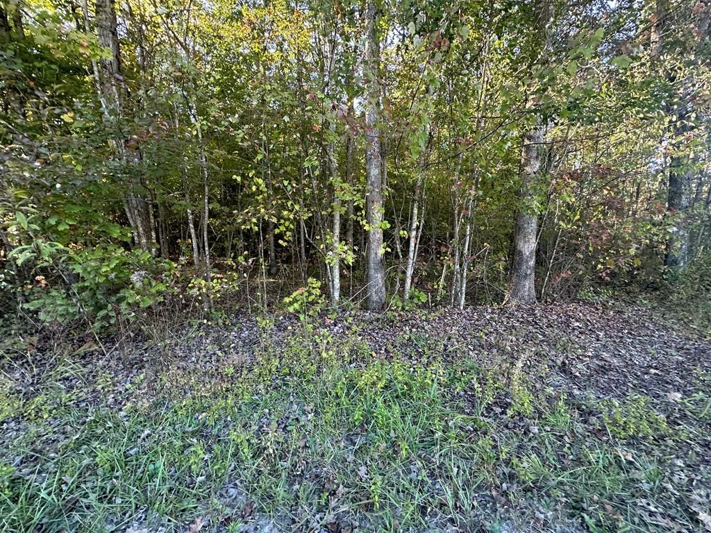 0 Falling Leaf Rd, Jamestown, TN 38556 Main Photo