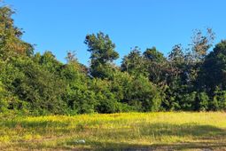 38-121 Hampton Street photo 4