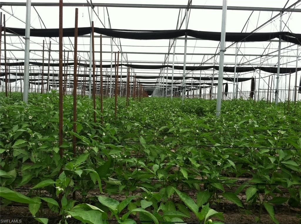 6150 Pringle Ln, Immokalee, FL 34142 Photo