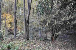 0 Weeping Cherry Lane photo 4