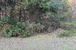 0 Weeping Cherry Lane photo 4