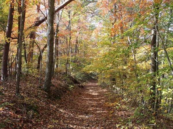 1 Gosser Ridge Spur, Russell Springs, KY 42624