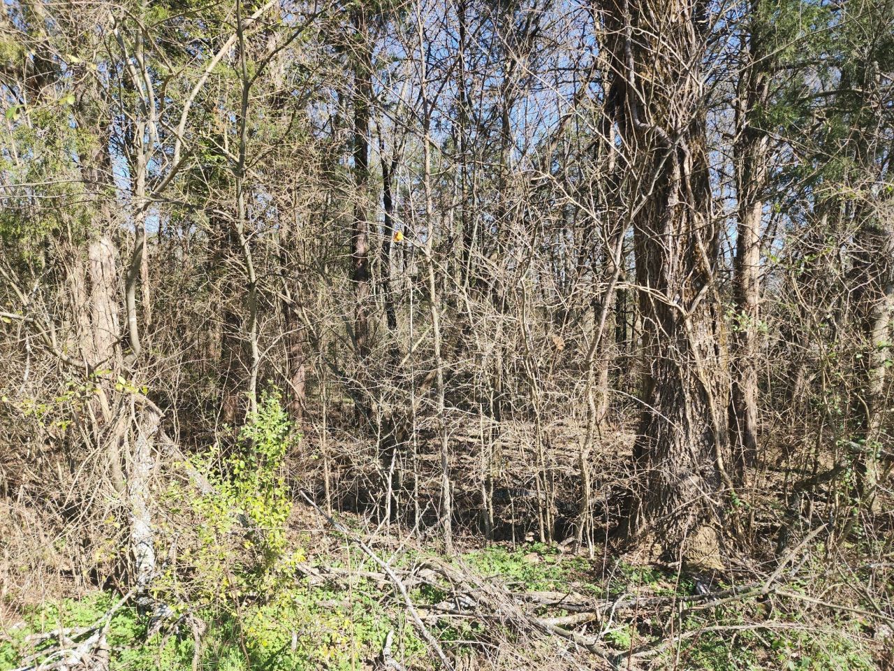 0 Hampshire Pike, Columbia, TN 38401 Main Photo