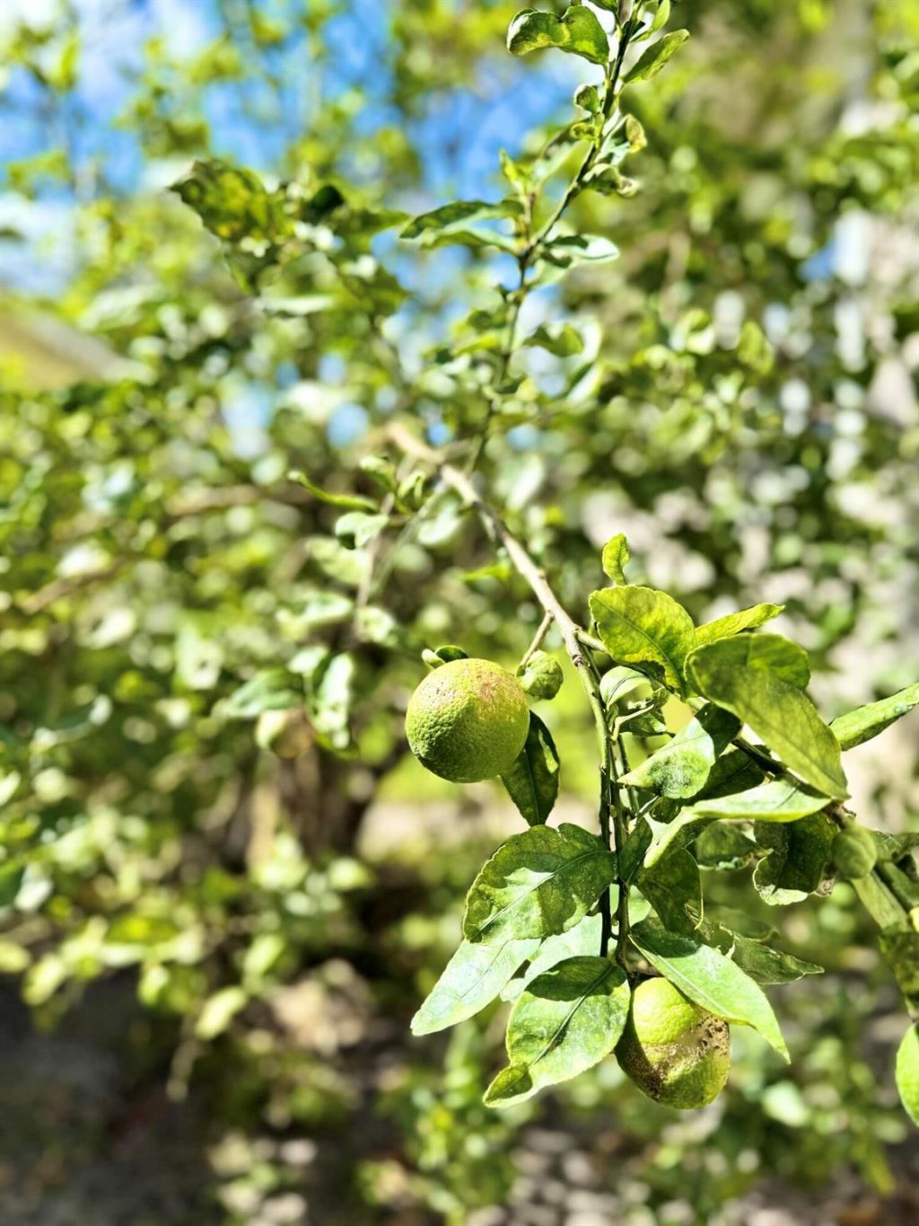 7978 SE Hempstead Circle, Hobe Sound, FL 33455 Photo