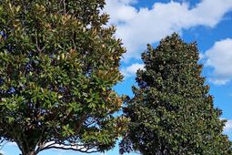 4234 Pinehurst Circle photo 4