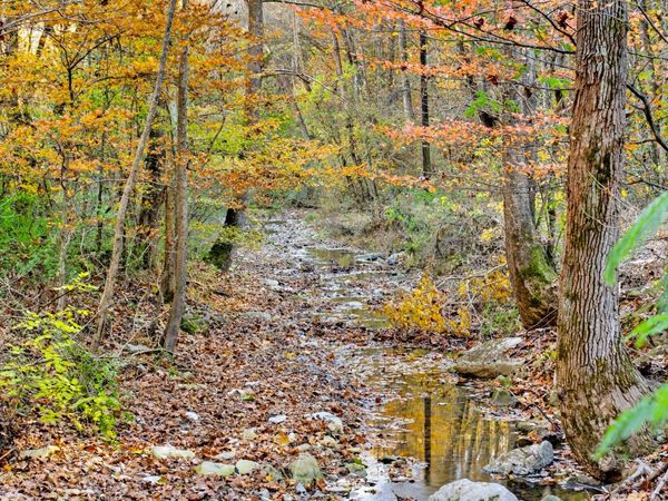 0 Rock House Hollow Road, Westmoreland, TN 37186