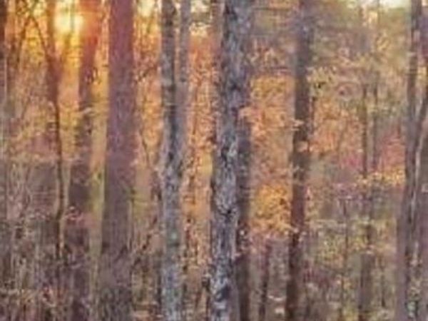 V/L Trellis Drive, Marion, NC 28761