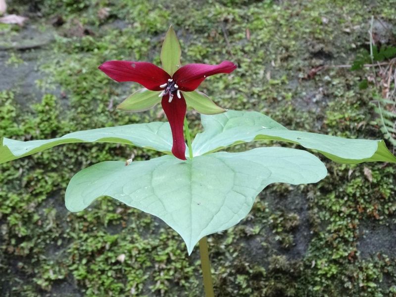 25779 Bailey Road, Rockbridge, OH 43149 Photo 10