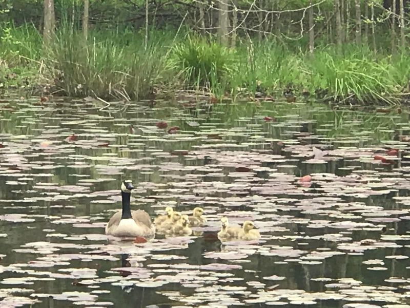 25779 Bailey Road, Rockbridge, OH 43149 Photo 25