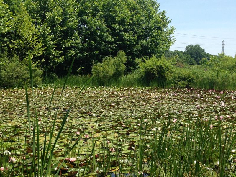 25779 Bailey Road, Rockbridge, OH 43149 Photo 6