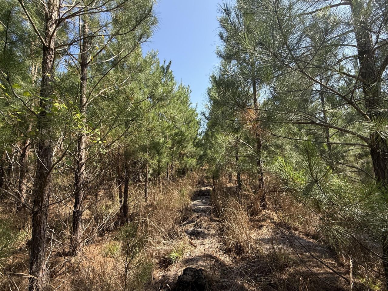 0 Palmetto Sands Road Photo 18