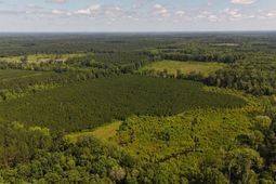 0 Palmetto Sands Road photo 4