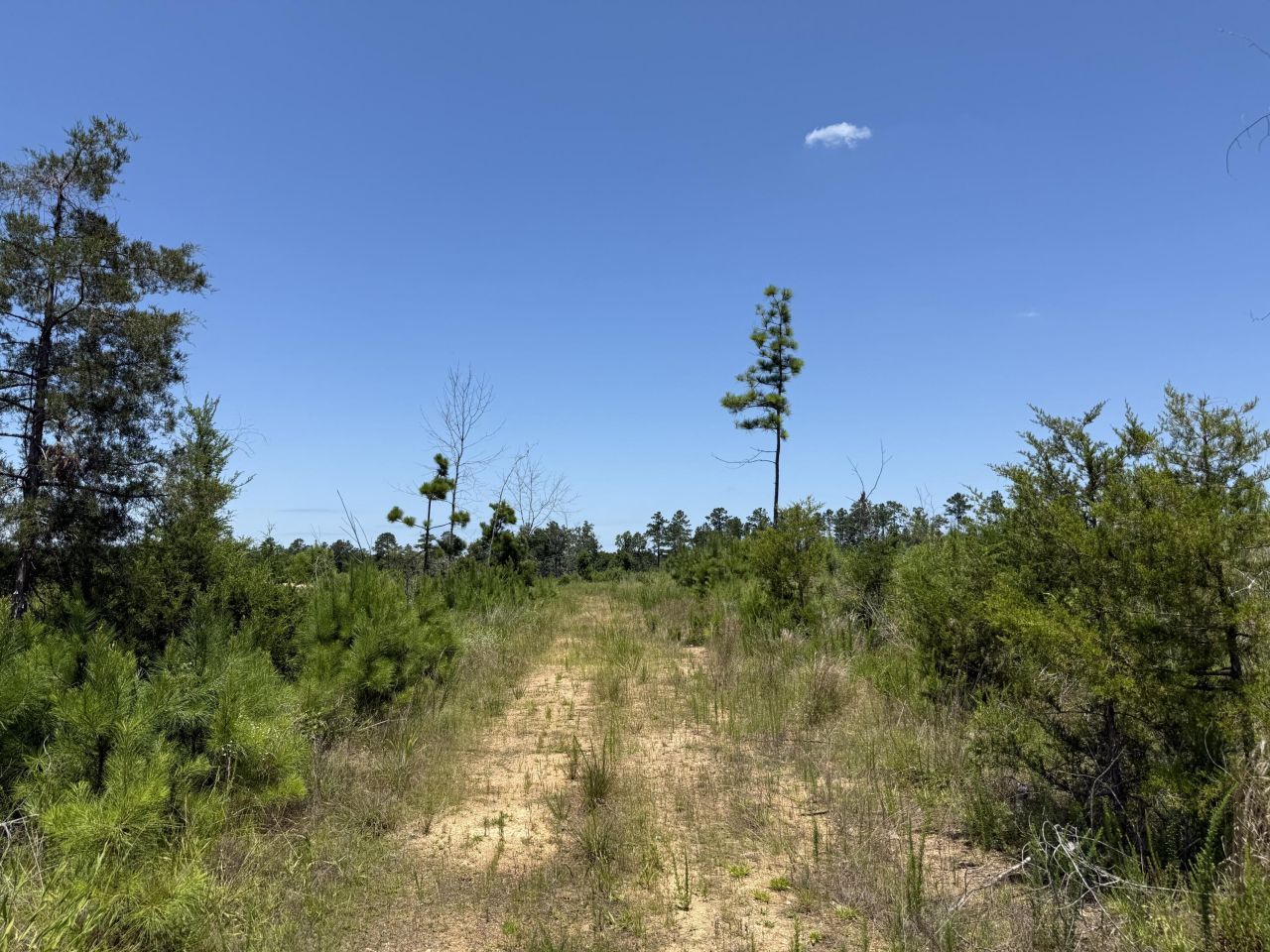 0 Halsellville Rd Road Photo 10