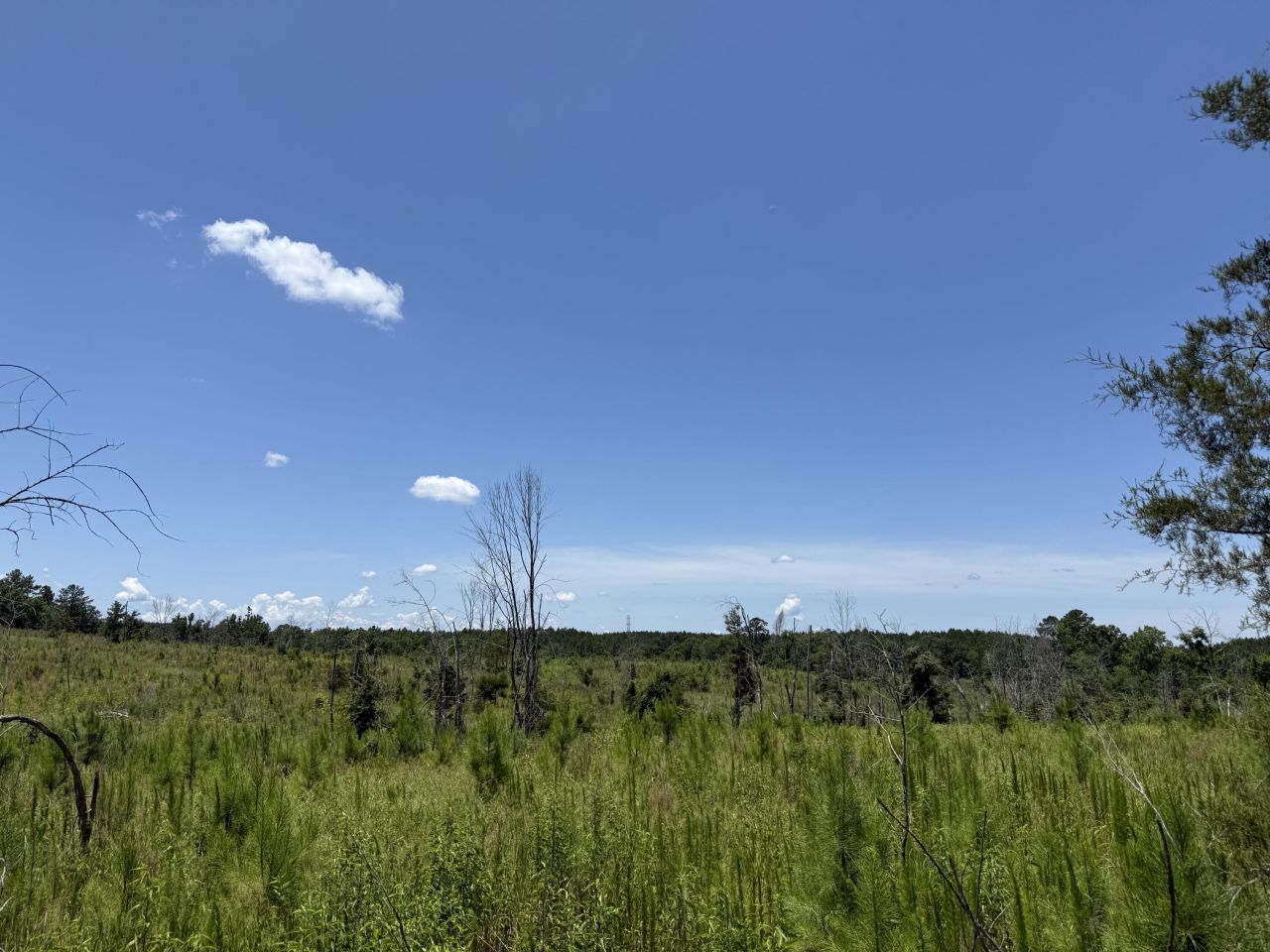 0 Halsellville Rd Road Photo 11