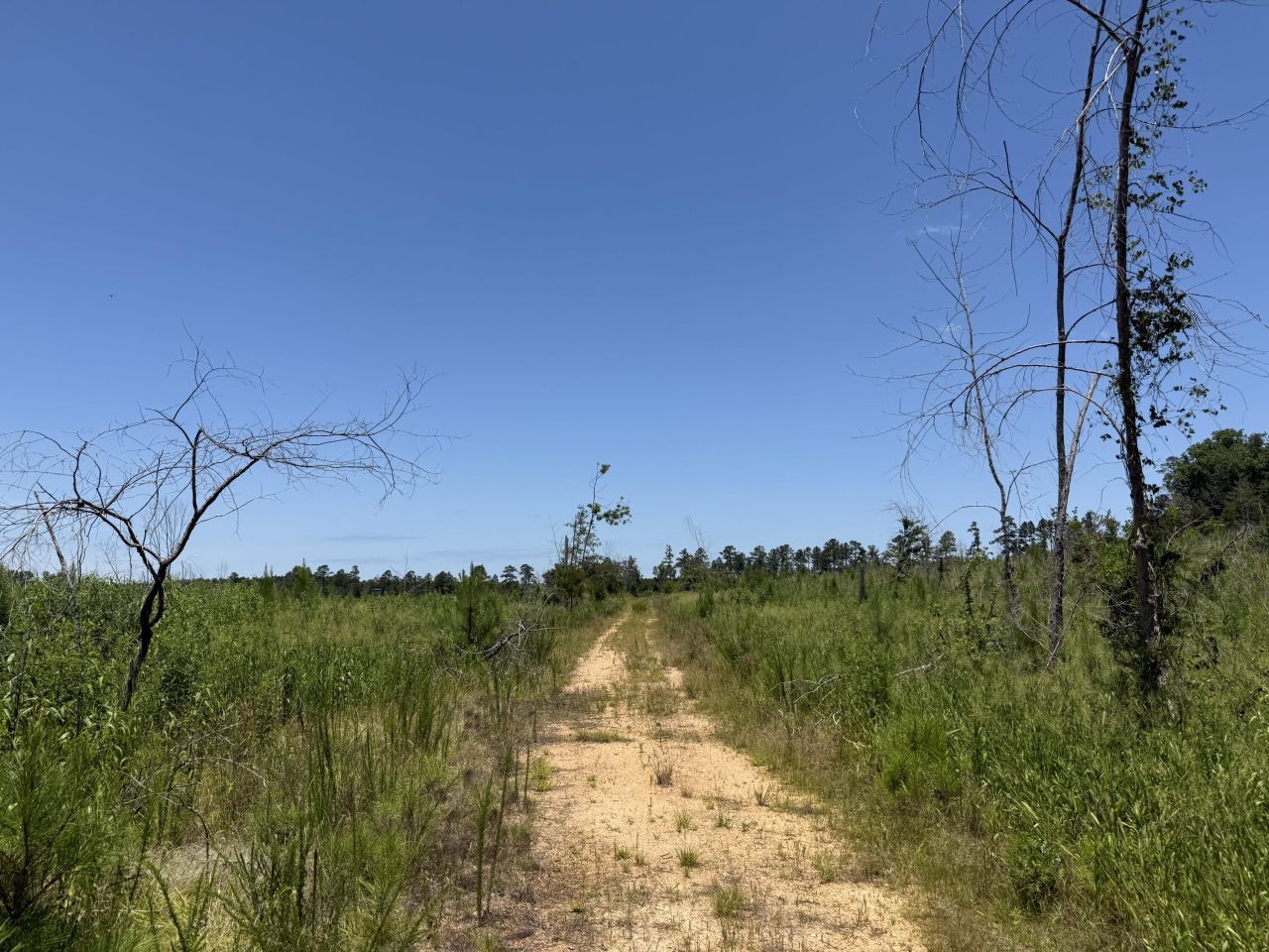 0 Halsellville Rd Road Photo 8