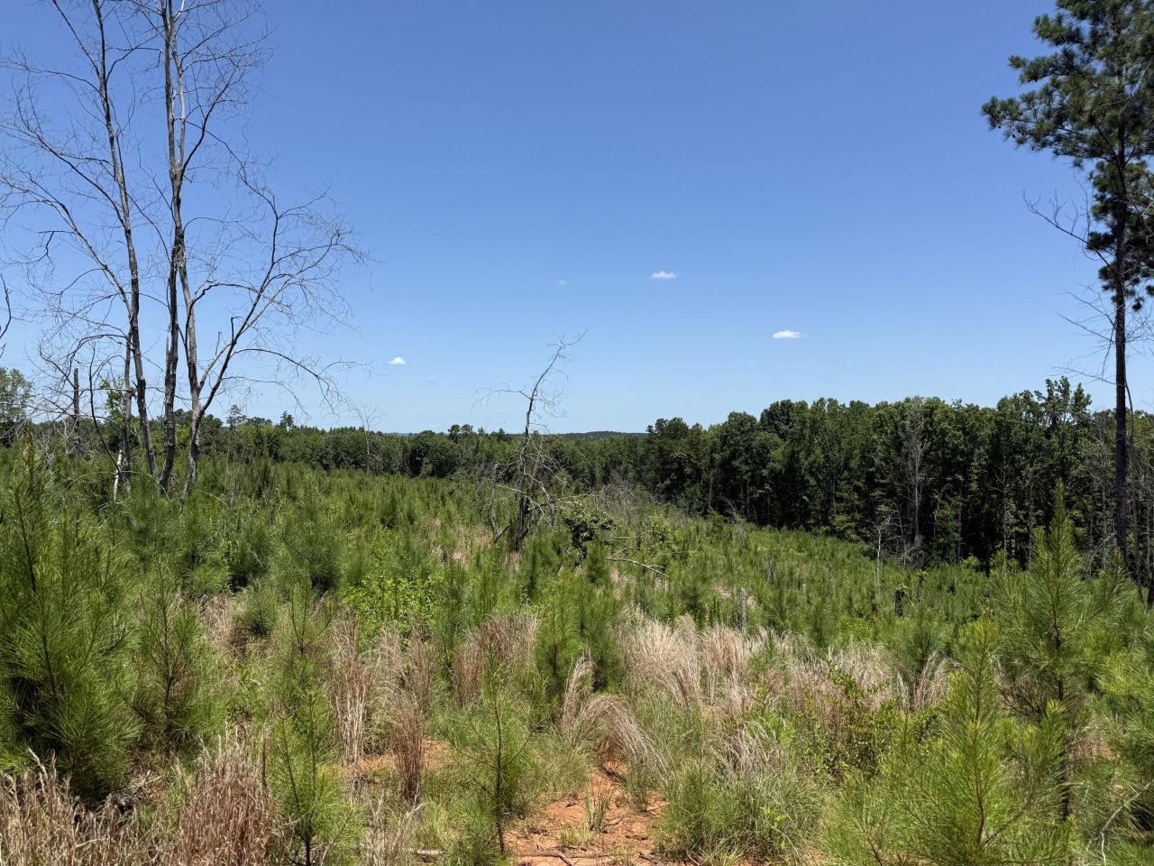 0 Halsellville Rd Road Photo 9