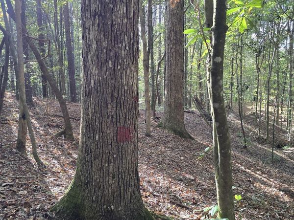 1404 Causey Road, Meadville, MS 39653