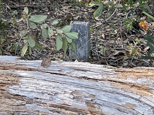 596 Mariner Circle, Alligator Point, FL 32346