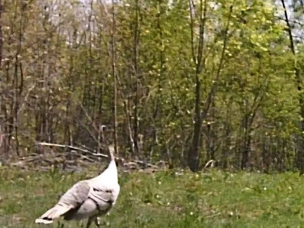 830 Twin Pines Overlook, Lobelville, TN 37097