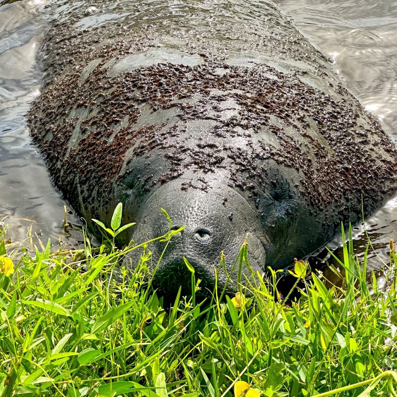 581 Hillside Court , Melbourne, FL 32935 Photo