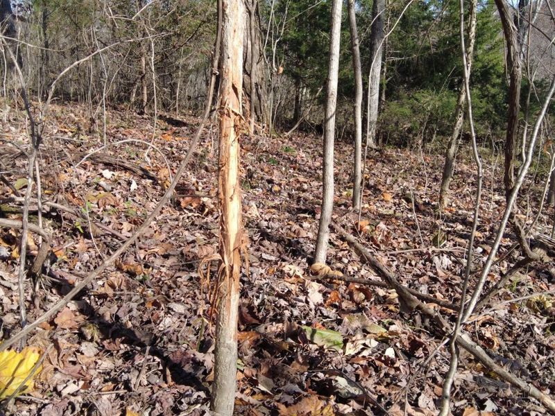 144 Pumpkin Ridge Road, Monroe Township, OH 45144 Photo 36