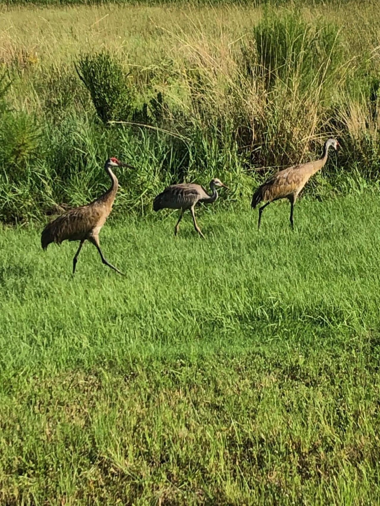 12861 SW Ambra Street, Port Saint Lucie, FL 34987 Photo