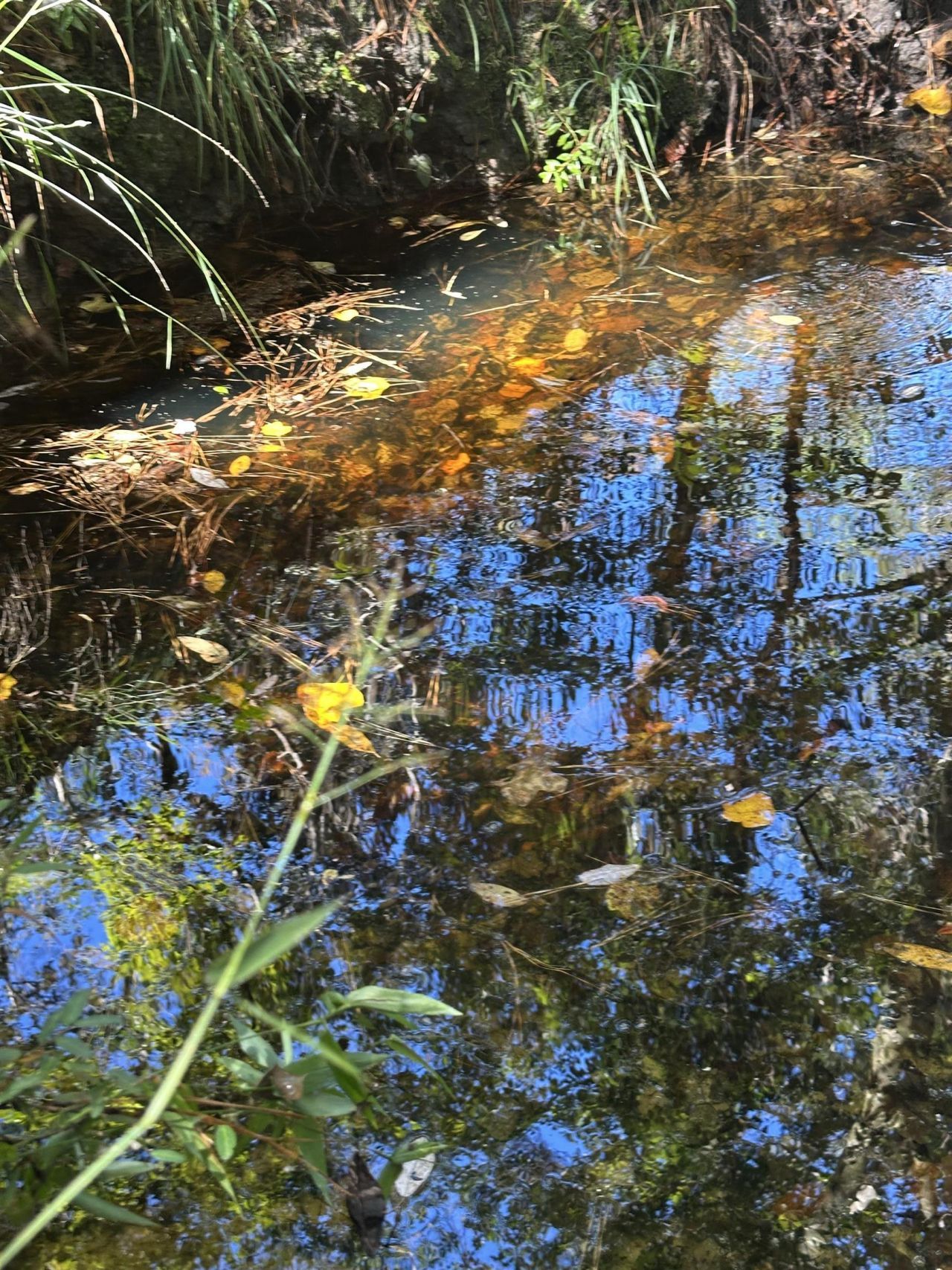 293 Hummingbird Lane , Other Florida, FL 32455 Photo