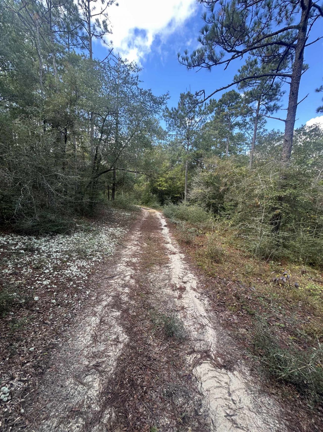 293 Hummingbird Lane , Other Florida, FL 32455 Photo