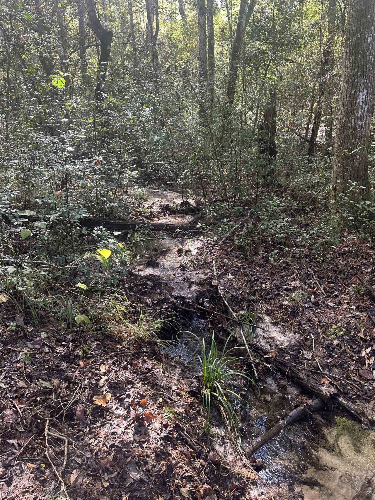 293 Hummingbird Lane , Other Florida, FL 32455 Photo