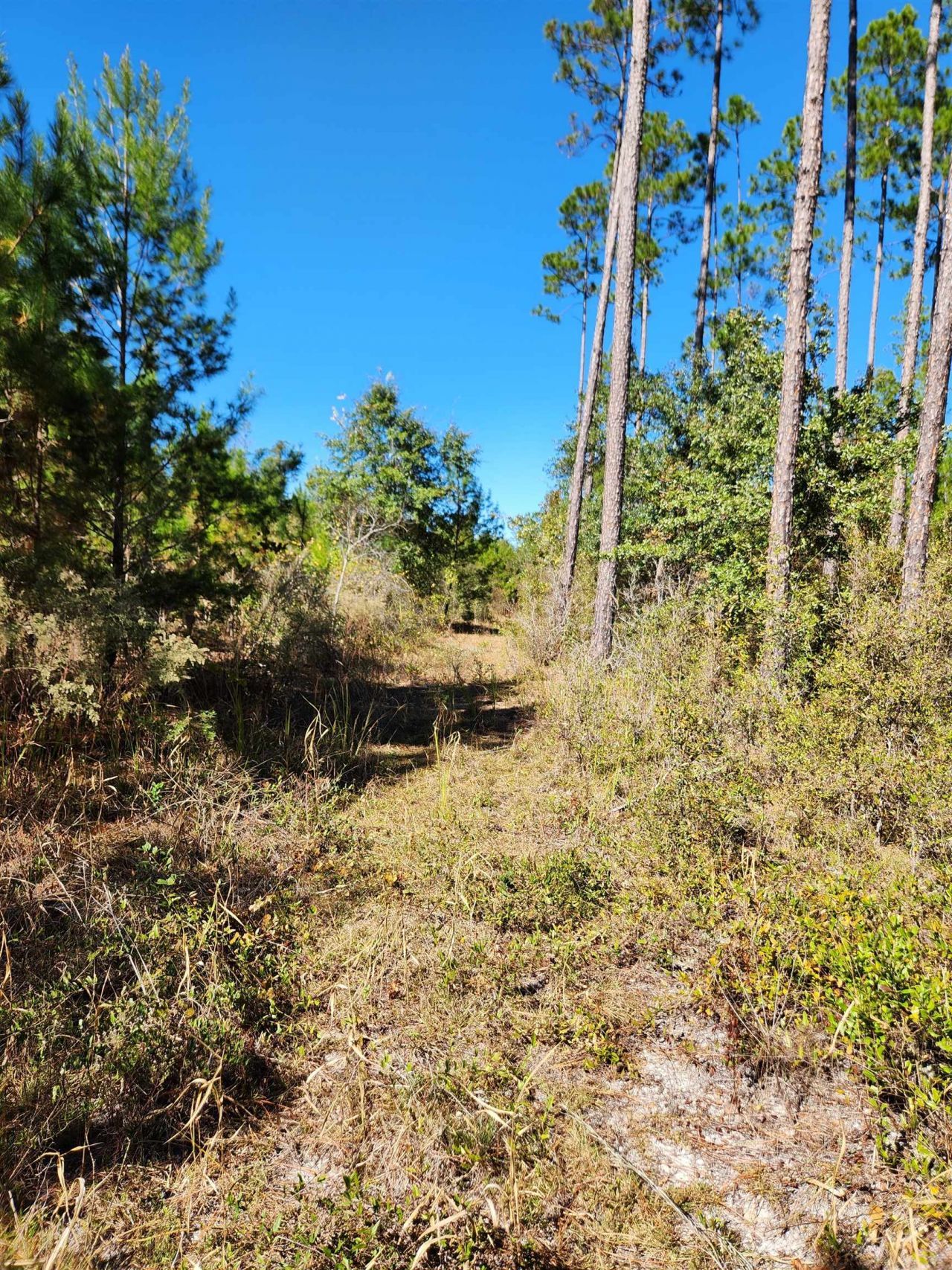 18193 NW 18193 NW Ponderosa Trail, Bristol, FL 00000 Photo