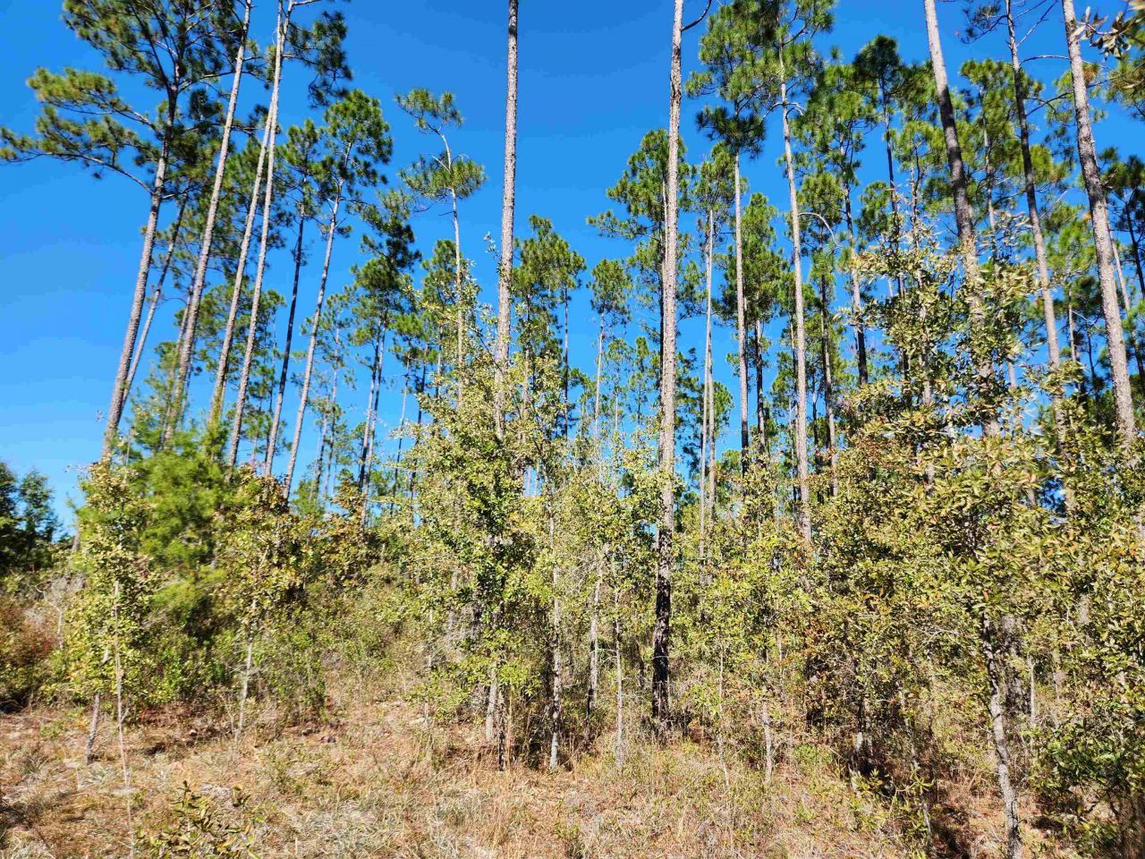 18193 NW 18193 NW Ponderosa Trail, Bristol, FL 00000 Photo