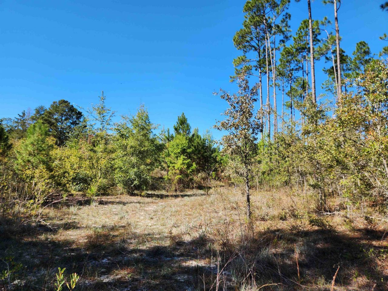 18193 NW 18193 NW Ponderosa Trail, Bristol, FL 00000 Photo