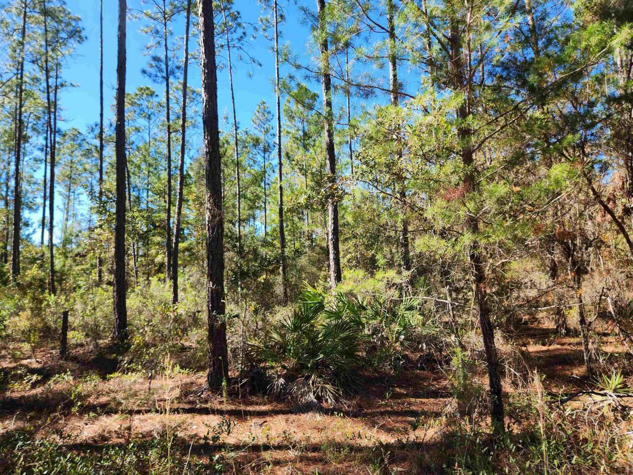 18193 NW 18193 NW Ponderosa Trail, Bristol, FL 00000 Photo