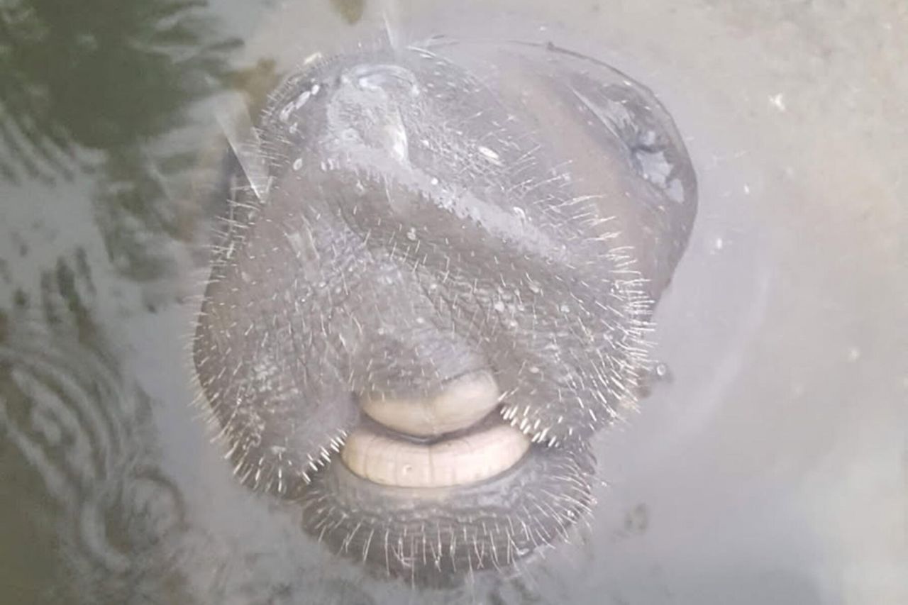 1112 Grand Street, Unit and Half L, Key Largo, FL 33037 Photo