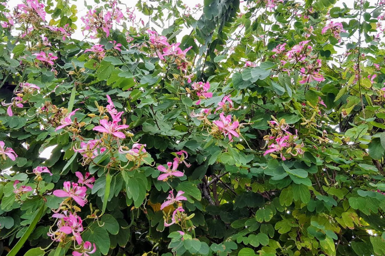 1112 Grand Street, Unit and Half L, Key Largo, FL 33037 Photo