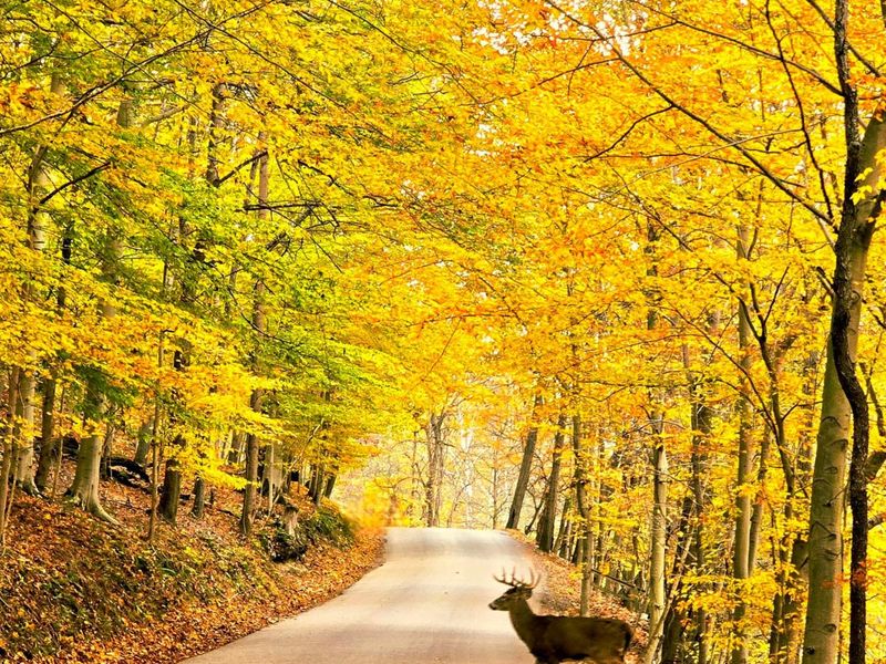 1832 Piegan Court , Hideaway Hills, OH 43107 Photo 17