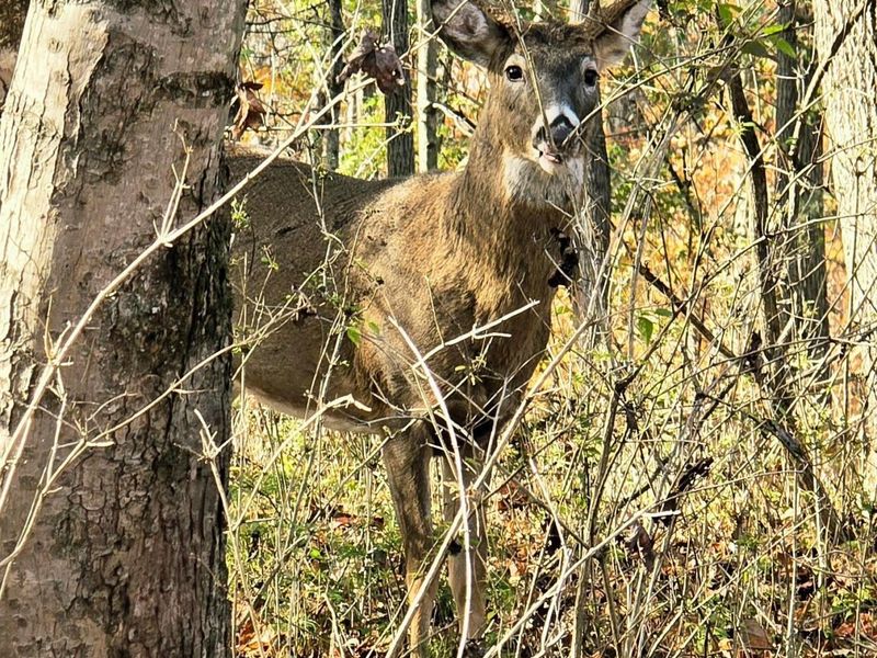 1832 Piegan Court , Hideaway Hills, OH 43107 Photo 8