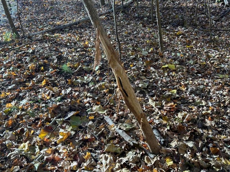 329 Kinzer Road, Bainbridge, OH 45612 Photo 44