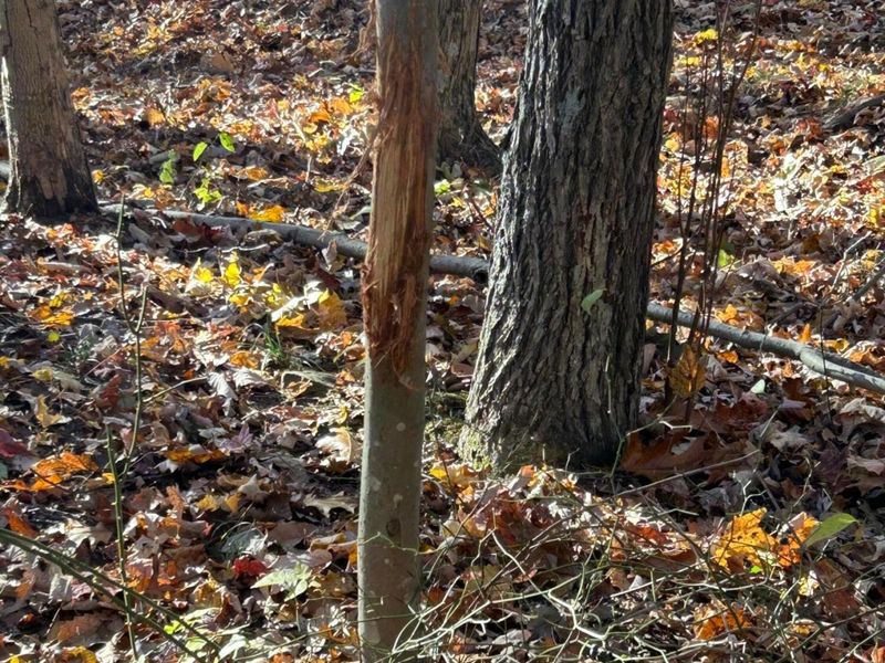 329 Kinzer Road, Bainbridge, OH 45612 Photo 51