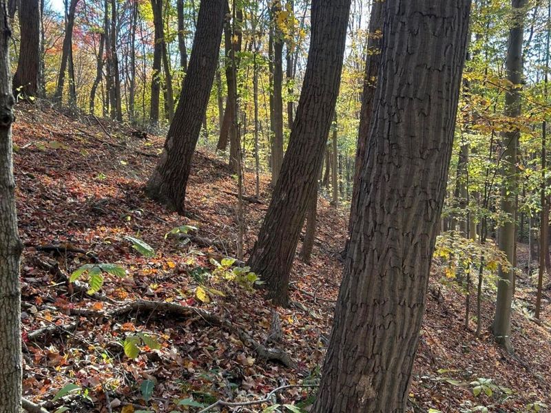 329 Kinzer Road, Bainbridge, OH 45612 Photo 55