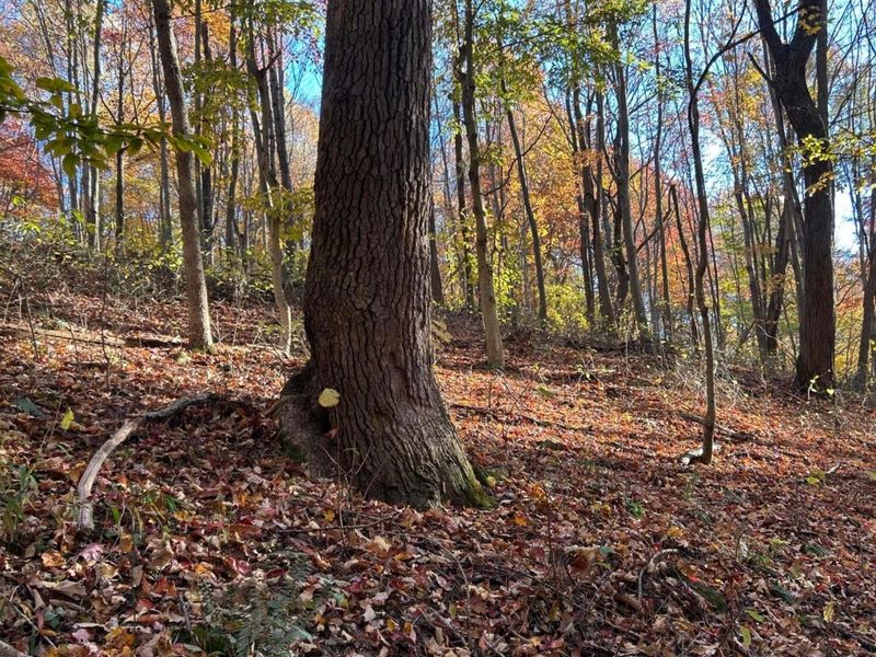 329 Kinzer Road, Bainbridge, OH 45612 Photo 56